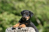 BEAUCERON - PUPPIES 356